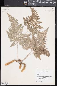 Humata griffithiana var. tyermannii image