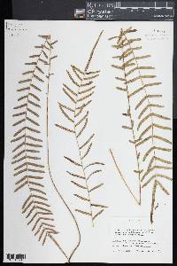 Pteris bahamensis image
