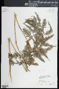 Pteris dentata image
