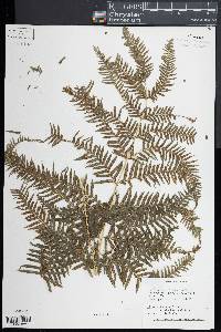 Pteris dentata image