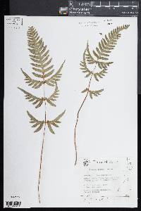 Pteris dispar image