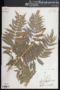 Pteris erosa image