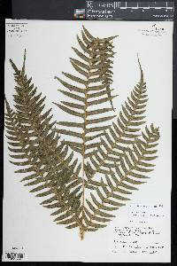 Pteridium revolutum image