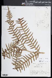 Pteridium revolutum image