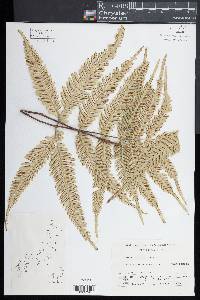 Pteris fauriei image