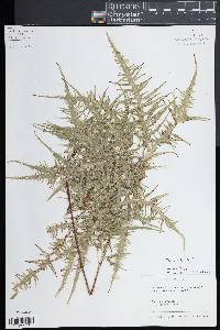 Pteris multifida image