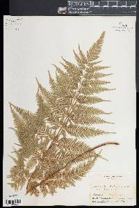 Pteris tremula image