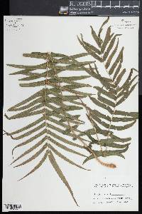 Pteris vittata image