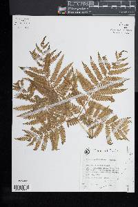 Pteris wallichiana image