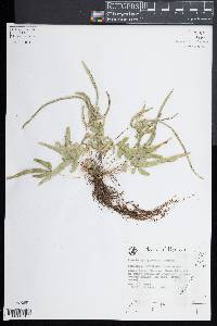 Pteris ryukyuensis image