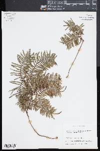 Gleichenia rupestris image