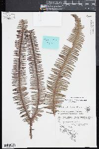 Sticherus pallescens image