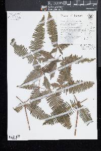 Dicranopteris tetraphylla image