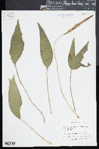 Cheiropleuria bicuspis image