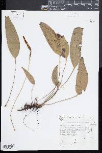 Cheiropleuria bicuspis image