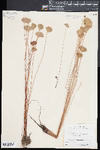 Marsilea drummondii image