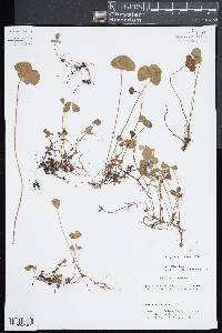 Marsilea ancylopoda image