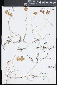 Marsilea quadrifolia image