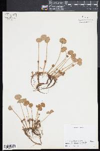 Regnellidium diphyllum image