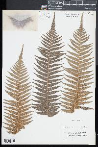 Dicksonia antarctica image