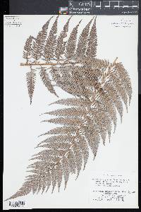 Lophosoria quadripinnata image
