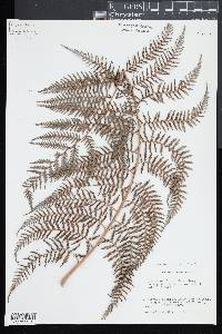 Lophosoria quadripinnata image