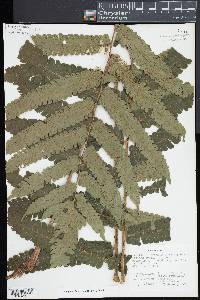 Cyathea choricarpa image