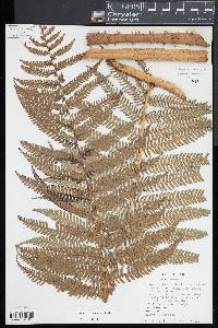 Cyathea bicrenata image