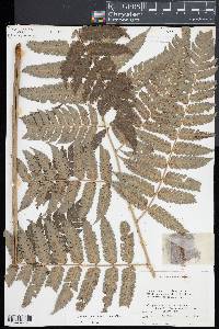 Cyathea borinquena image
