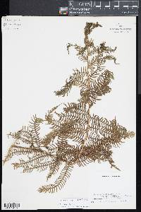 Cyathea tenera image