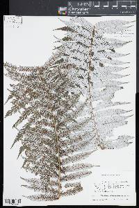 Cyathea dealbata image