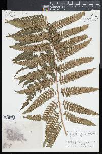 Cyathea divergens image