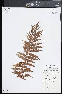 Cyathea dregei image
