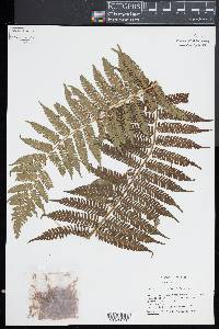 Cyathea fulva image