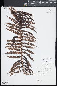 Cyathea manniana image