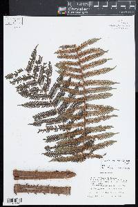 Alsophila firma image