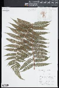 Cyathea microdonta image
