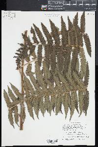 Cyathea pungens image