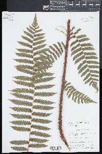 Cyathea pungens image