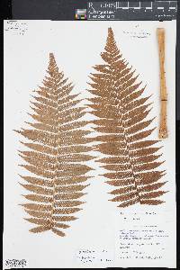 Cyathea bicrenata image