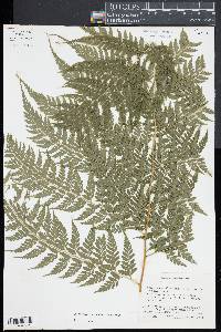 Saccoloma inaequale image