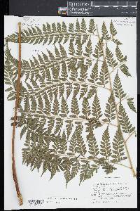 Saccoloma inaequale image
