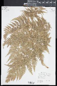 Orthiopteris tenuis image