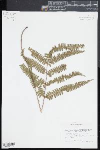 Lindsaea quadrangularis image