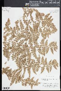 Odontosoria fumarioides image