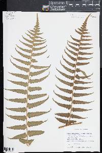 Dennstaedtia arborescens image