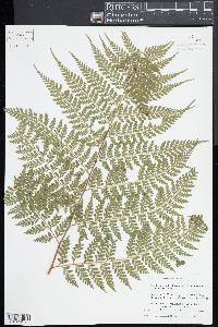 Dennstaedtia bipinnata image