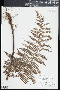 Dennstaedtia cicutaria image