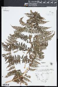 Dennstaedtia distenta image