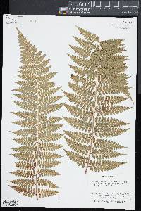 Dennstaedtia globulifera image